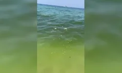 Alanya Damlataş Sahilinde denize dökülen pislik tepki çekti