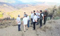 Alanya Sapadere'deki yangın sahasında rehabilitasyon başladı!