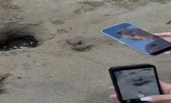 Antalya'da caretta caretta yavruları için kritik dönem başladı