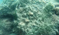 Antalya’da denizin dibindeki kayalar kahverengi tabakayla kaplandı!