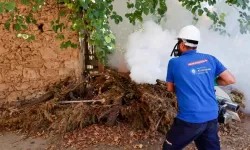 Antalya'da sivrisinek kabusuna karşı yeni hamle! Büyükşehir uyardı