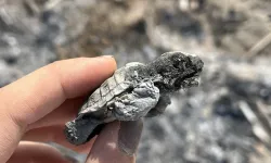 Sahilde 699 bin liralık cezaya rağmen ateş yaktılar, caretta yavrusu öldü
