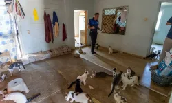 Çöp ihbarına gittiler, 100 kediyle karşılaştılar