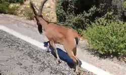 Mersin Erdemli’de dağ keçisi şaşkınlığı! Sürücüler yolu kapattı