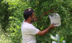 Antalya’da 800 dekar alanda biyolojik mücadele: Faydalı böcekler sahada