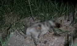 Manavgat'ta yavru köpek vahşeti!