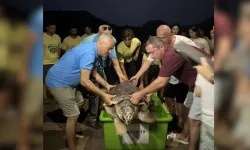 Misinaya takılan caretta caretta yeniden denizle buluştu!