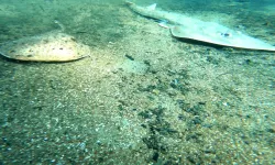 Çıralı’da deniz altı balık mezarlığına döndü