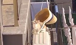 Antalya’da USB kablosuna bağlanan plaj çantasıyla kedi kurtarıldı