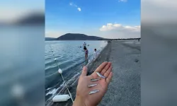 Salda Gölü’nde alarm: Salda dişli sazancıklar ölüyor!