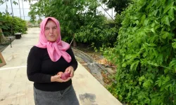 Çatıda bir fidanla başladı, şimdi 100'den fazla tropikal meyve yetiştiriyor