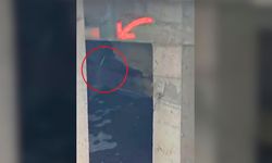 Alanya’da bir otel atık suyunu dereye bırakıp denize akıtmış!