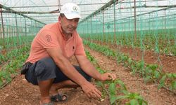 Antalya’da kapya biber sezonu başladı: Üreticinin fiyat beklentisi belli oldu