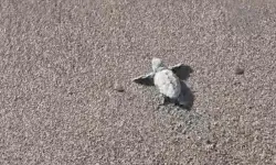 Bodrum’da caretta caretta yavruları kumsaldan denize ulaştı