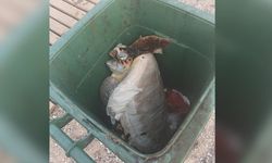 Konyaaltı'nda çöp konteynerinde caretta caretta bulundu