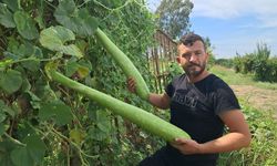 Serik'te yetişen kabağın boyu 1 metreyi geçiyor! Gören şaşırıyor