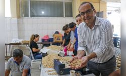 Bu nohut 1800 rakımda yetiştirildi: İlk hasat Başkan Mehmet Ali Yılmaz'dan