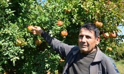 Serik’te nar hasadı başladı! Üretici 50 liranın altında fiyat istemiyor