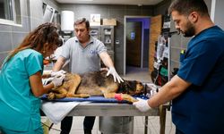 Aksu'da alevlerin ortasında can pazarı: Köpeklerin son durumu