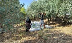 Antalya’da erkenci zeytin hasadı başladı! Kilosu 100 TL
