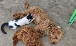 Antalya’da yürekleri ısıtan olay! Kedi Müezza’ya köpek annelik yapıyor