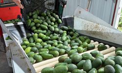 Gazipaşa’dan 70 bin avokado Gürcistan’a gidiyor!