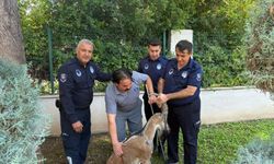 Kemer'de koruma altındaki yaralı dağ keçisine veteriner şefkati