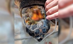 Kafatası kırılmıştı! Caretta caretta’dan umut veren haber geldi
