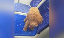 Antalya’da otobüste bu kez köpek unuttular! Şaşkına dönen şoför bakın ne yaptı