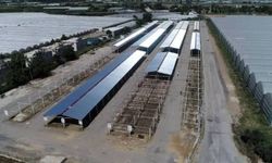 Serik’te canlı hayvan pazarı kapatıldı!