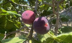 25 yıllık incir bahçesinde rekolte 15 tondan 1 tona geriledi