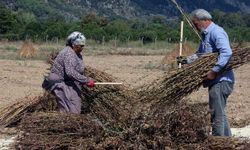 Japonların peşinden geldiği altın ürün Muğla'da hasat ediliyor