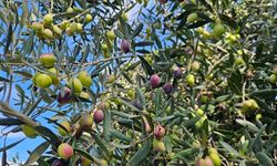 Kesilmekten kurtulan 1200 yıllık zeytin ağacından 90 kilo ürün bekleniyor
