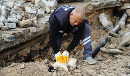 Hafriyat altında kalan kedi kalp masajıyla hayata döndü
