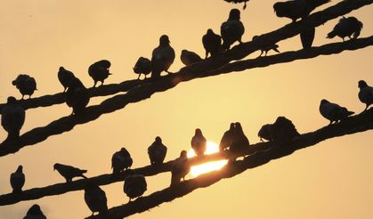 Mersin’in güvercinleri