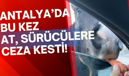 Antalya’da trafikte şaşırtan anlar: At yolu kapatıp yiyecek istedi!
