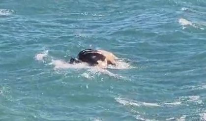 Antalya’da sahile bir haftada ikinci kez inek ölüsü vurdu