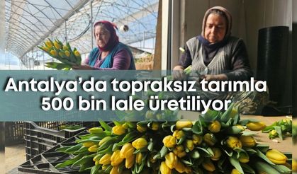 Antalya’da topraksız tarımla 500 bin lale üretiliyor