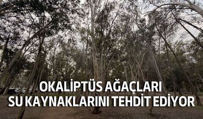 Okaliptüs ağaçları su kaynaklarını tehdit ediyor