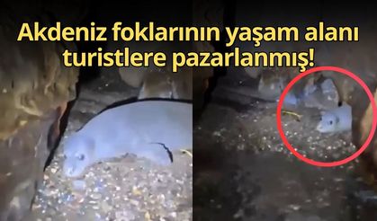 Gazipaşa'da skandal: Akdeniz foklarının yaşam alanı turistlere pazarlanmış!