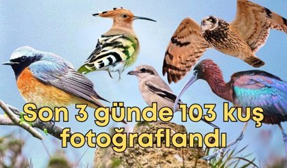 Antalya'da kuş gözlemcilerinden rekor: Son 3 günde 103 kuş fotoğraflandı