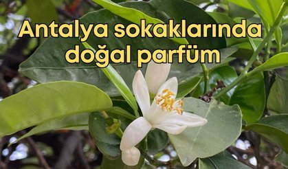 Antalya sokaklarında doğal parfüm: Kokusu huzur veriyor