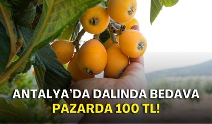 Antalya’da 'dalında bedava', pazarda 100 TL!