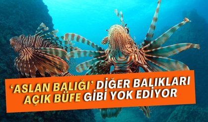 ‘Aslan balığı’ diğer balıkları açık büfe gibi yok ediyor
