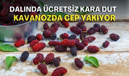 Antalya’da dalında ücretsiz kara dut kavanozda cep yakıyor