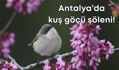 Antalya’da kuş göçü şöleni! 120'nin üzerinde kuş gözlemlendi