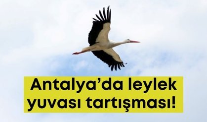 Antalya’da leylek yuvası tartışması! Keyfilik mi zorunluluk mu?
