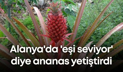 Alanya'da 'eşi seviyor' diye ananas yetiştirdi