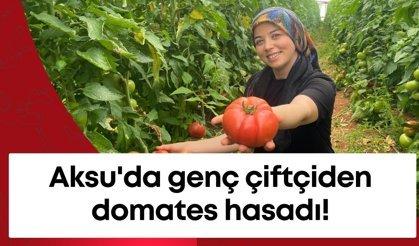 Aksu'da genç çiftçiden domates hasadı!