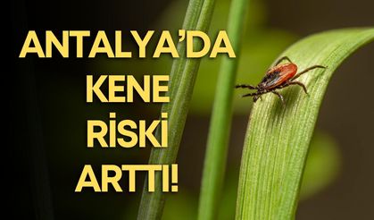 Antalya’da kene riski arttı! Park ve ormanlık alanlara dikkat
